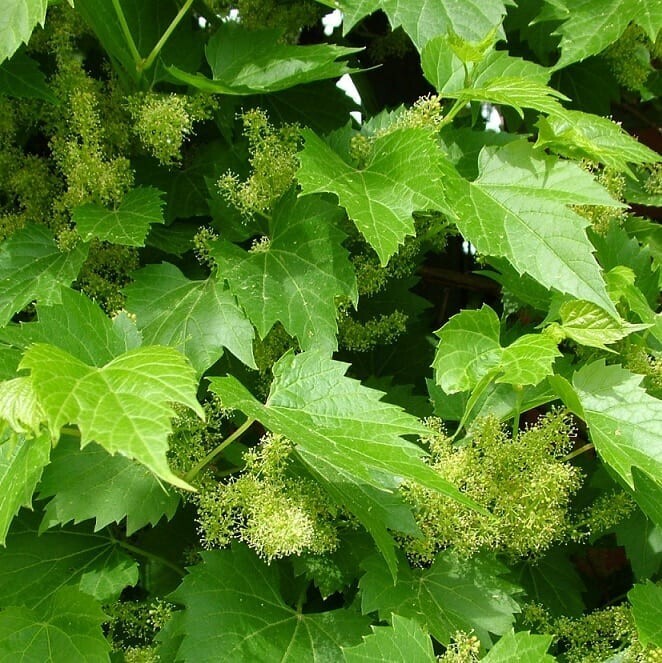 Baumshule WEDROWSKI Duftender Weinreben Tomek 2L