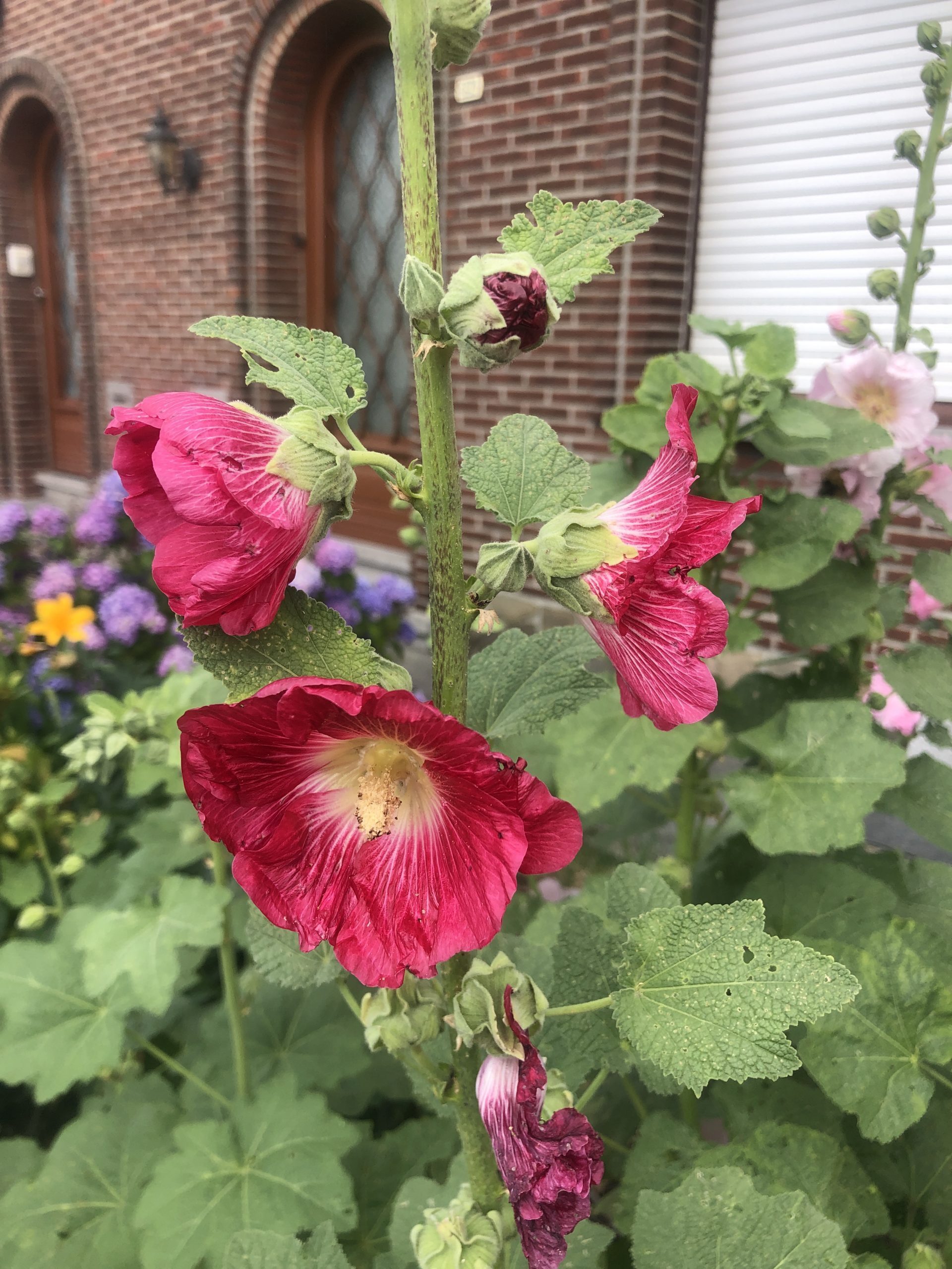 Brandless 6 x Alcea Rosea 'Simplex' - Stockrose im 9x9 cm Topf