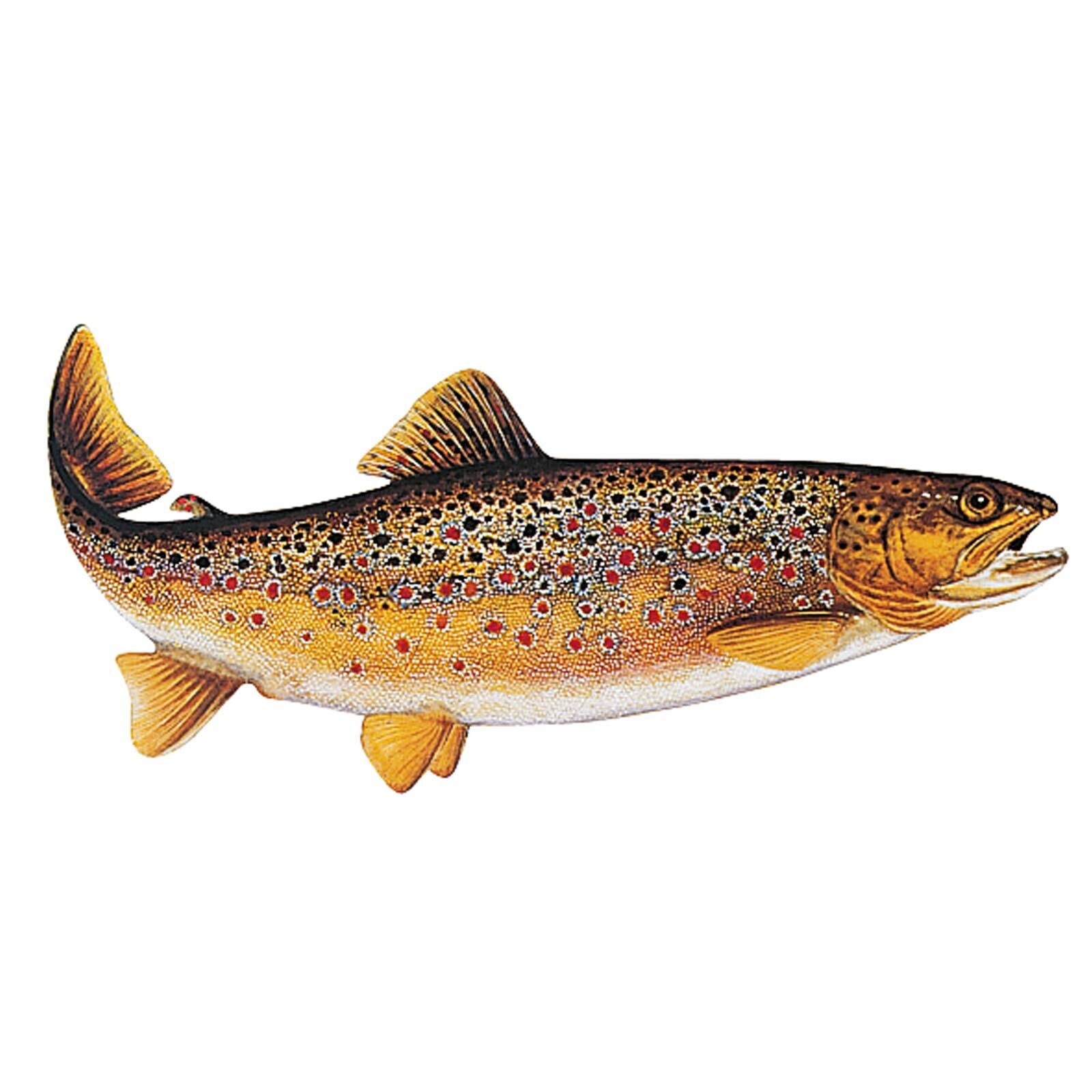 Jenzi Fisch Aufkleber ca.15cm Bachforelle 9110 002