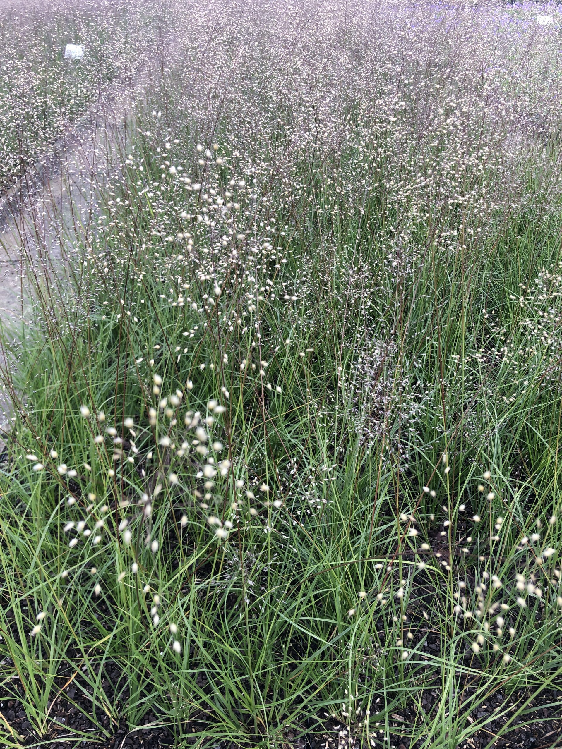 Brandless 6 x Sporobolus heterolepis - Ziergras im Topf 9x9 cm