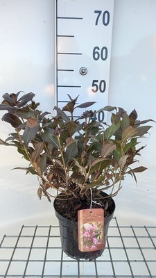 GRDplanten Weigela hybr. 'Minor Black'® ('verweig3') - Weigelie 30- 40 cm - Container