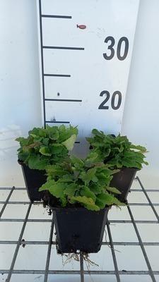 GRDplanten 6 x Stachys officinalis - Ziest - Topf 9 x 9 cm