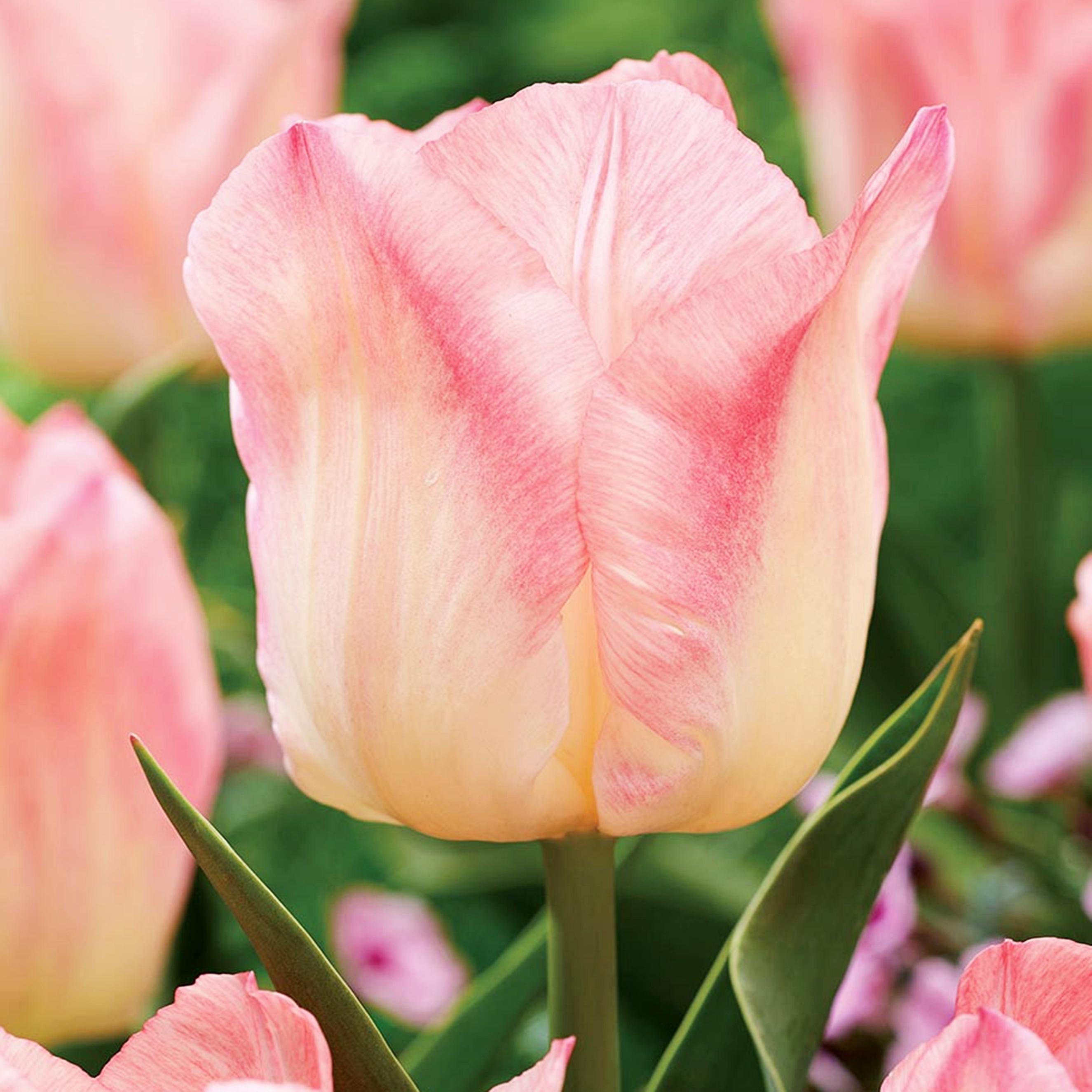 Benex Tulpen Blumenzwiebeln Zwiebeln Blumen Tulpenzwiebeln Tulpe Pink Dream 5 St.