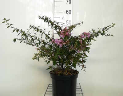 GRDplanten Abelia 'Edward Goucher' - Abelie 'Edward Goucher' 25- 30 cm Container