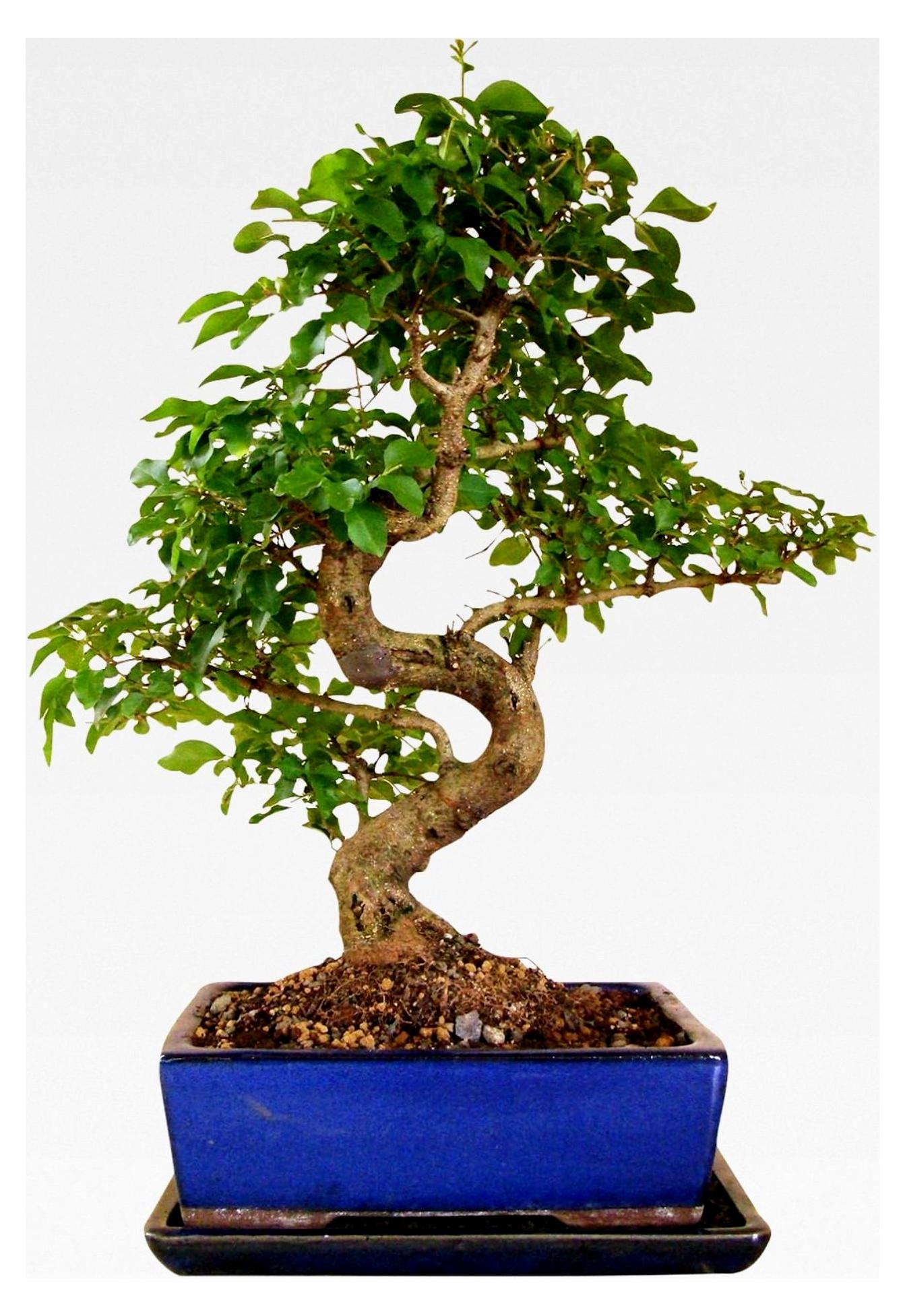 Markenlos Chinesischer Liguster, ca. 10-12 Jahre, 35–40 cm hoch, in Keramikschale mit Untersetzer, inklusive Pflegehinweisen und Bonsaipass vom Bonsai Fachgeschäft