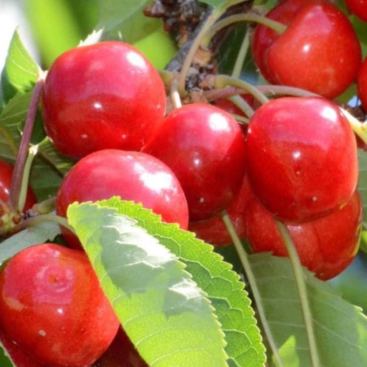 sulenkirsche claudia