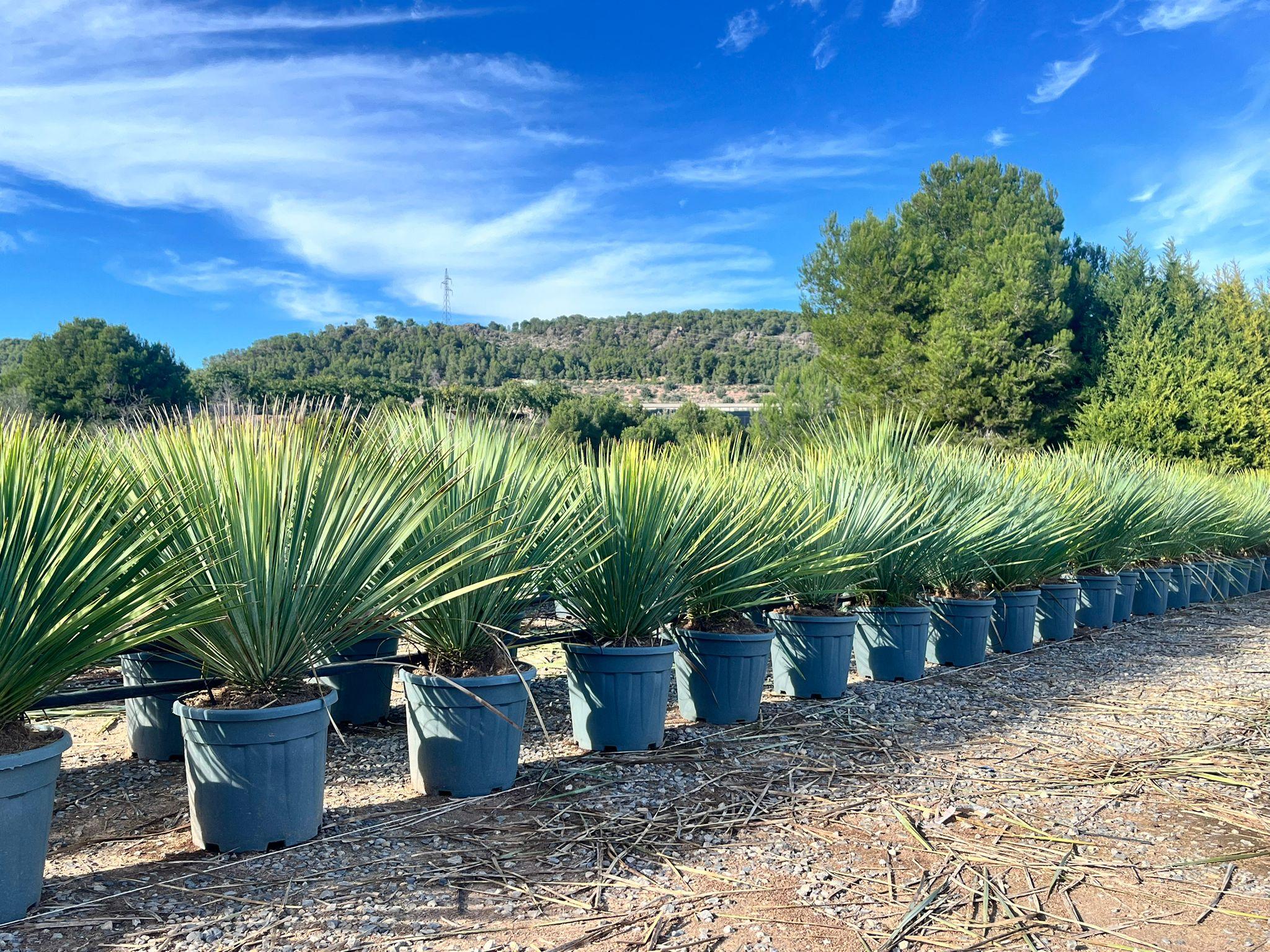 Sunny Tree - Yucca Rostrata Blue Blue - Palme - 100 cm