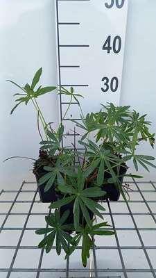 GRDplanten 6 x Lupinus hybr. 'Minarette' - Lupine - Topf 9 x 9 cm