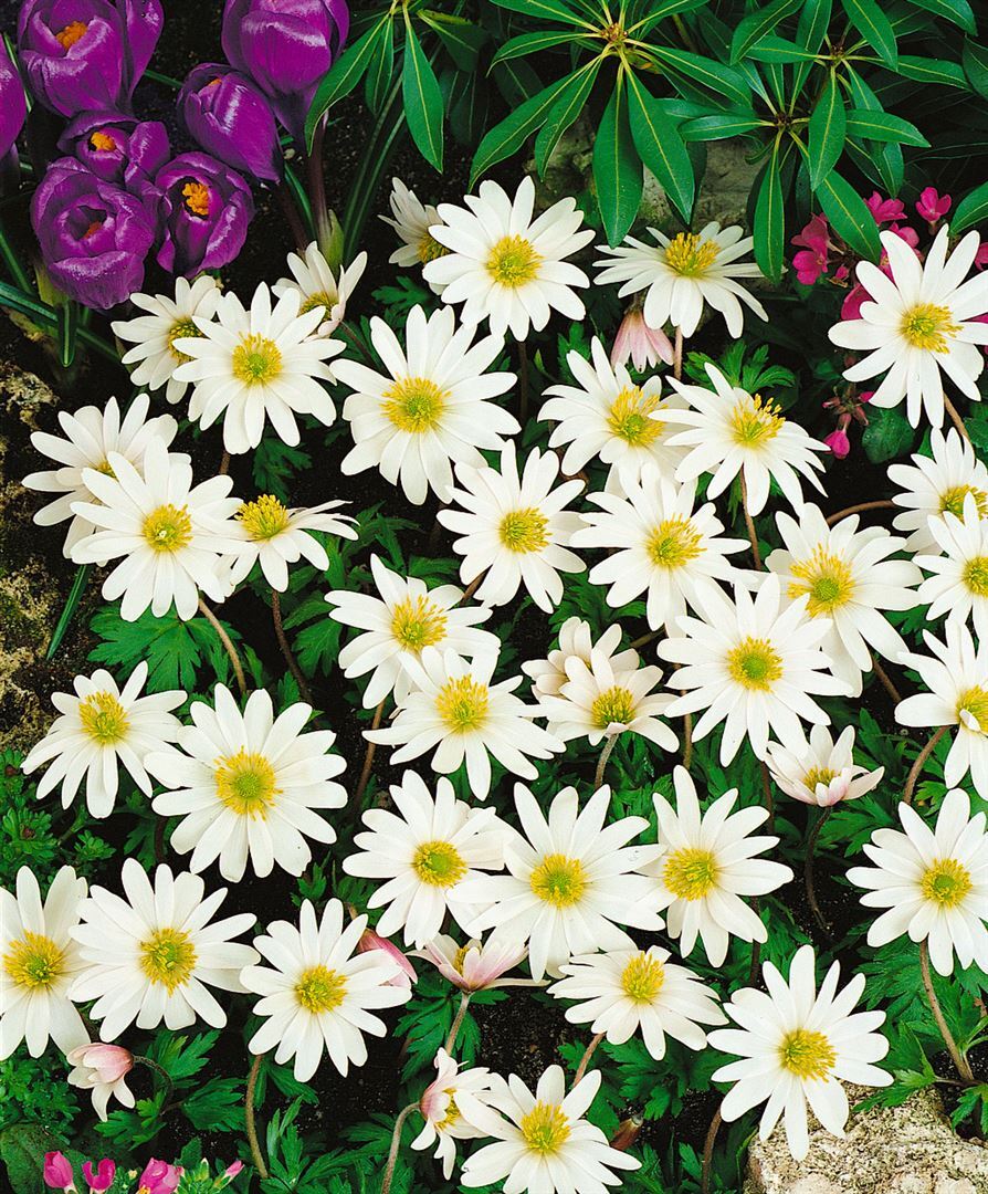 Pflanzen-für-dich.de Anemone rivularis, Fluss-Anemone, weiß, ca. 9x9 cm Topf