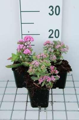 GRDplanten 6 x Sedum hybr. 'Abbeydore' - Fettblatt - Topf 9 x 9 cm