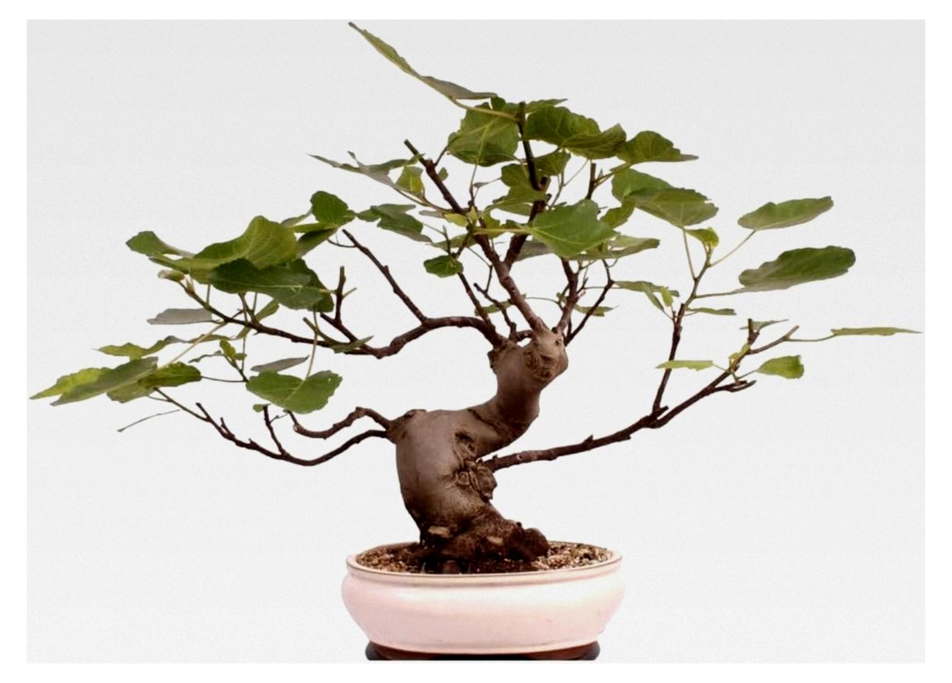Markenlos Bonsai - Ficus carica, echte Feige, Feigenbaum