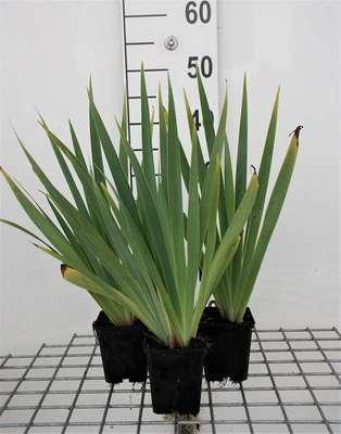 GRDplanten 6 x Sisyrinchium striatum (lutescens) - Grasschwertel - Topf 9 x 9 cm