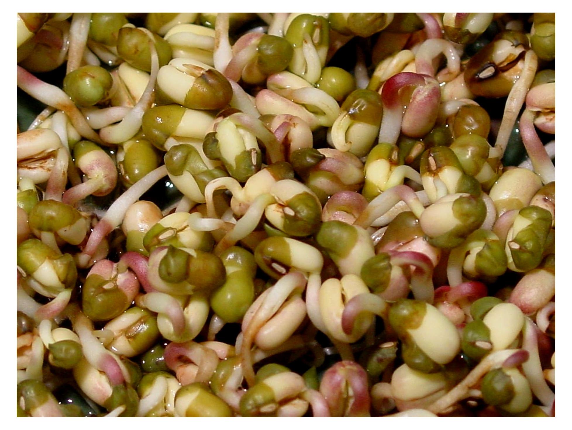 Markenlos 500g Mungobohnensprossen Vigna radiata Sprossenanzucht Mikrogrün