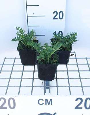 Brandless 6 x Acanthus spinosus - Berenklau im topf 9 x 9 cm