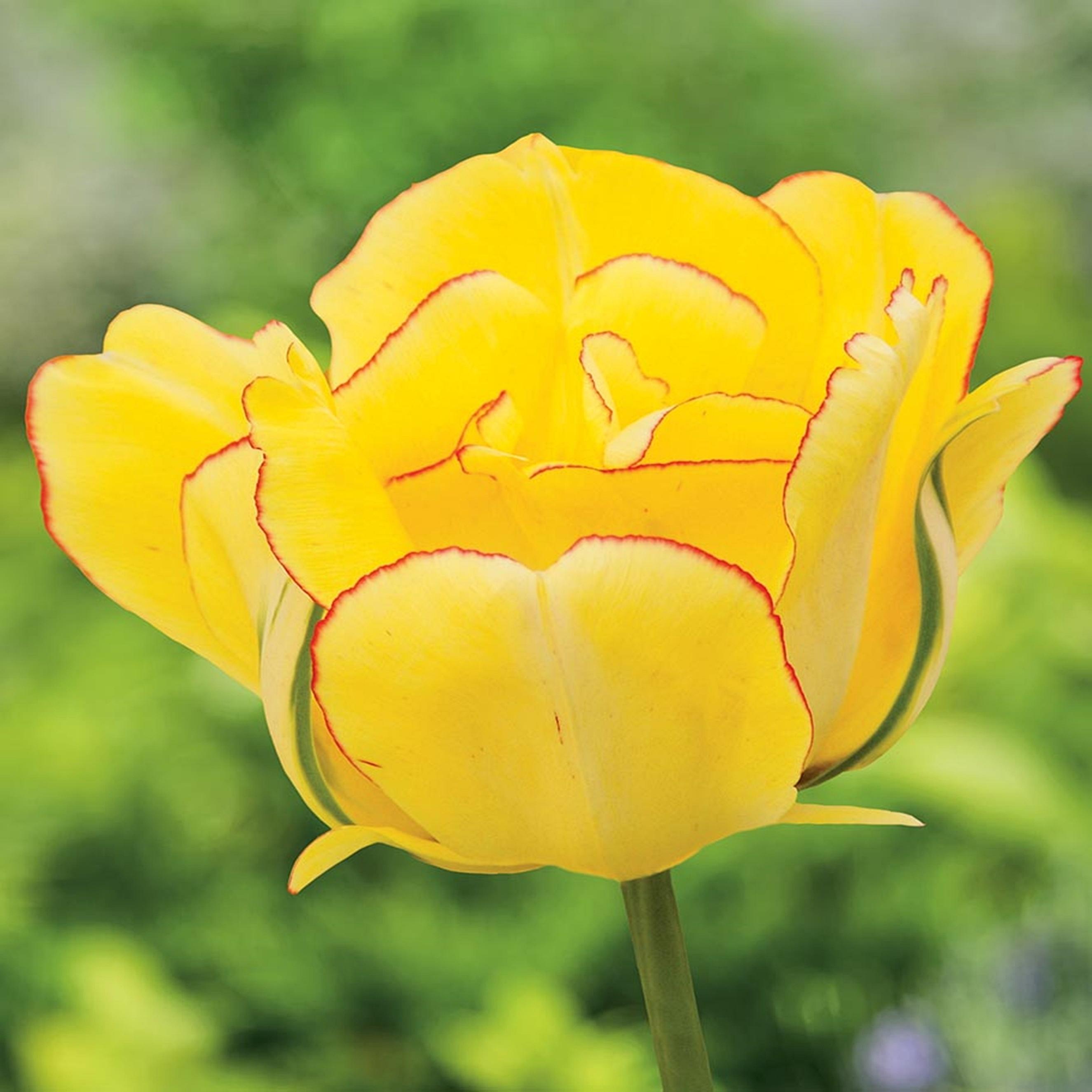 Benex Tulpen Blumenzwiebeln Zwiebeln Blumen Tulpenzwiebeln Tulpe Akebono 5 St.