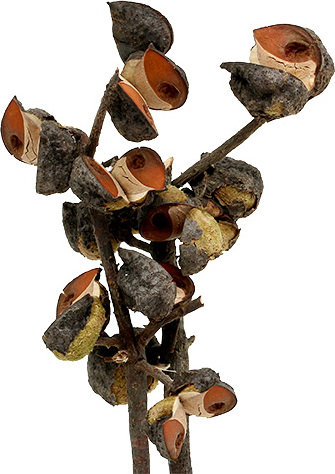 Viana Hakea Zweige Naturdeko, Trockenblumen für Trauergestecke, 5-9 Köpfe, 20 Stück 160B