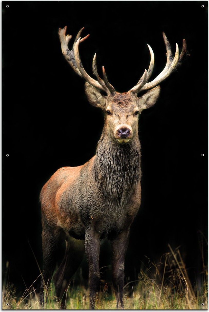 Wallario Outdoor-Poster für Garten oder Balkon, Motiv Stattlicher Rothirsch, in ca. 61 x 91,50 cm odp0314-61915