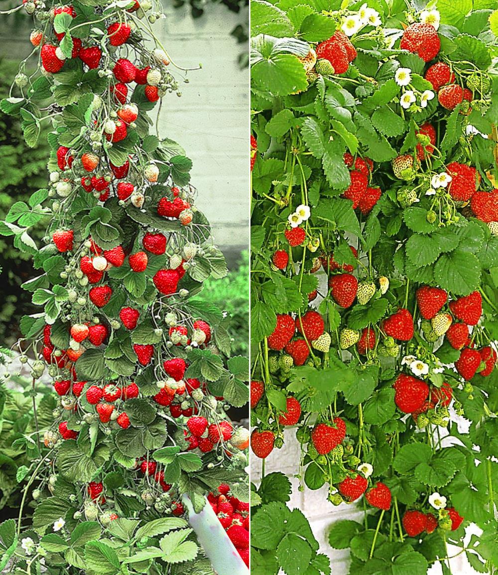 Baldur-Garten BALDUR Garten 4er Erdbeer-Kollektion Hummi®, Pflanzen im 7x7 cm-Topf, je 2 Pflanzen der original Klettererdbeere + Hängeerdbeere, schnellwachsend, selbstfruchtend, winterhart, Fragaria x ananassa