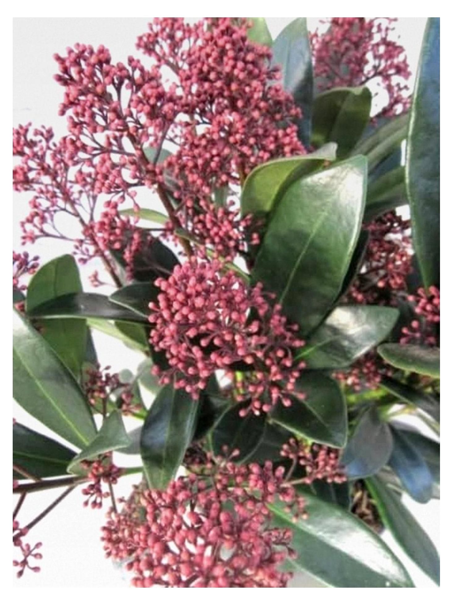 Markenlos Skimmia japonica Rubella - Japanische Skimmie Rubella - 25-30 cm