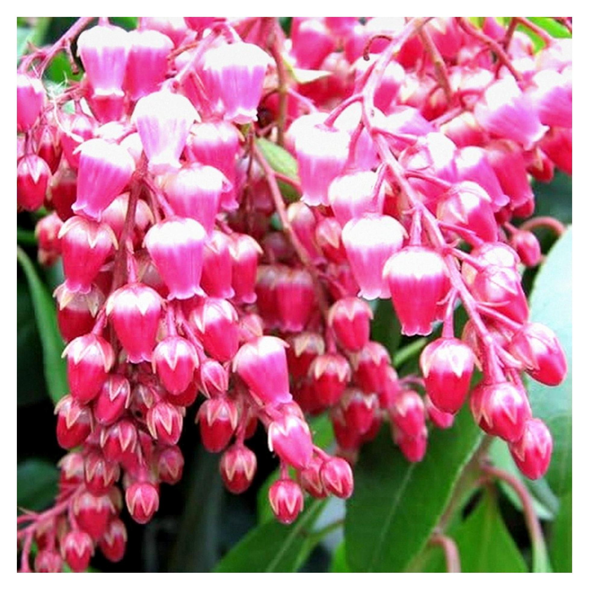 Markenlos Pieris Valley Valentine Rote Blühende Robuste Gartenstrauchpflanze im Topf