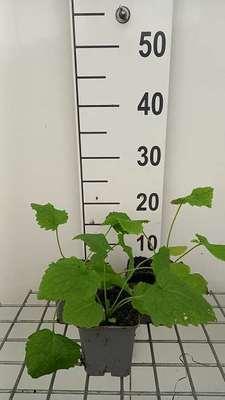 GRDplanten 6 x Lunaria rediviva - Lunaria - Topf 9 x 9 cm