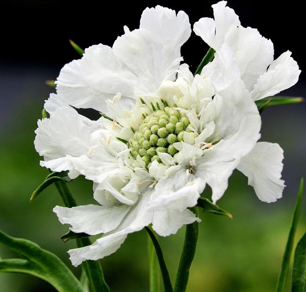 Arborix, grüner und billiger 6 x Große Skabiose - Scabiosa caucasica 'Alba' | Topf 9cm x 9cm SCCALBA-113