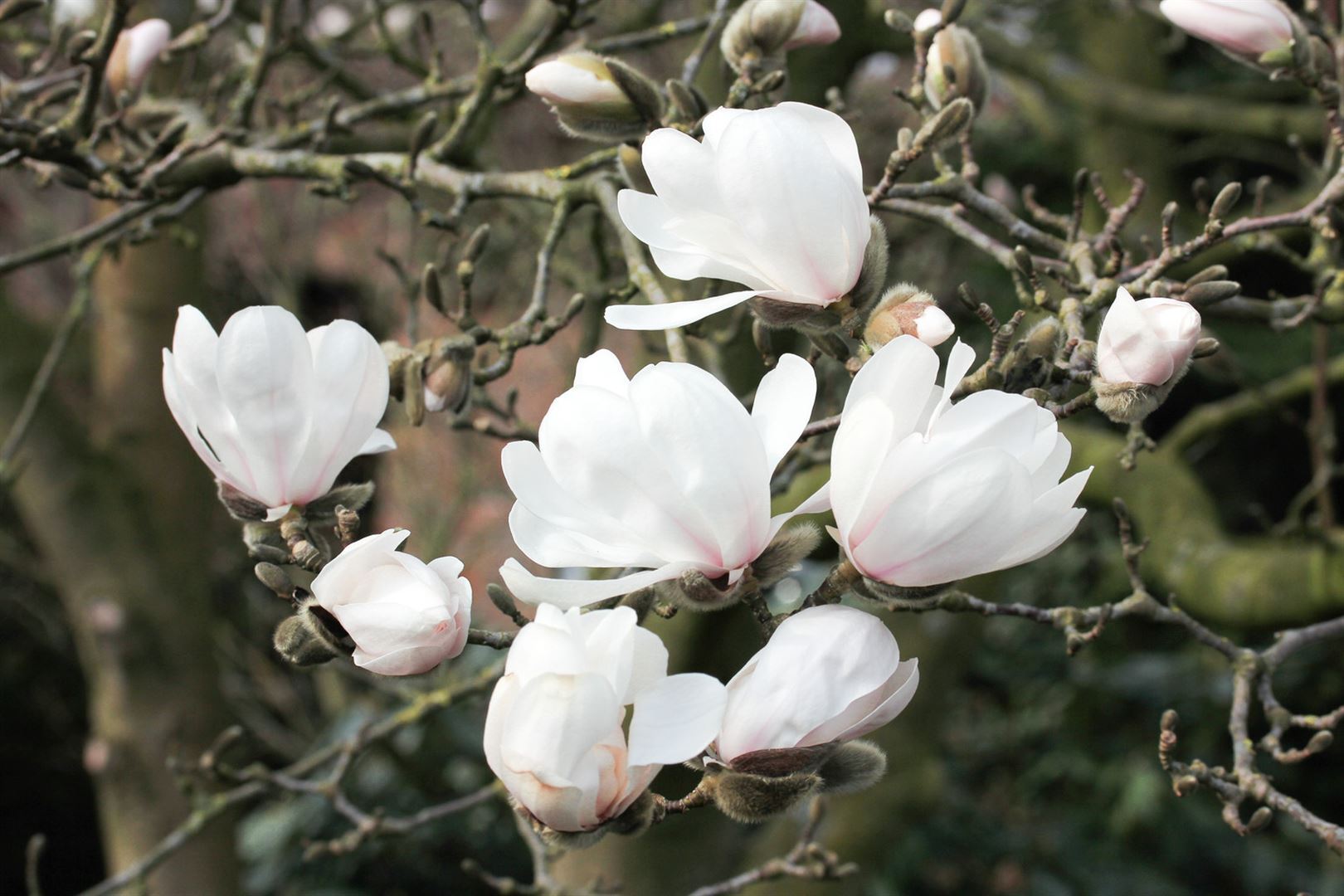 Pflanzen-für-dich.de Magnolia loebneri 'Wildcat', Magnolie, weiß-rosa Blüten, 40–60 cm