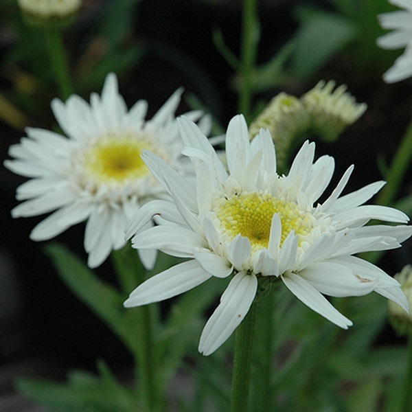 Arborix, grüner und billiger 6 x Margerite - Leucanthemum 'Christine Hagemann' | Topf 9cm x 9cm LECHAGE-113