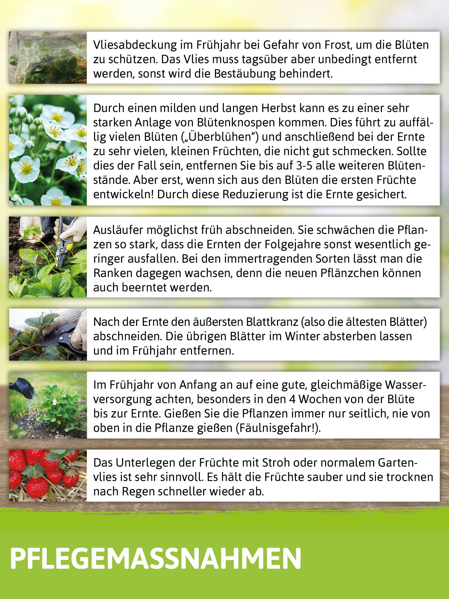 FLORTUS Freude an Vielfalt Erdbeerpflanzen Hummi® Rimona | Erdbeerpflanzen von FLORTUS, Menge:3 XXL Pflanzen 2000-0687-XXL-3x