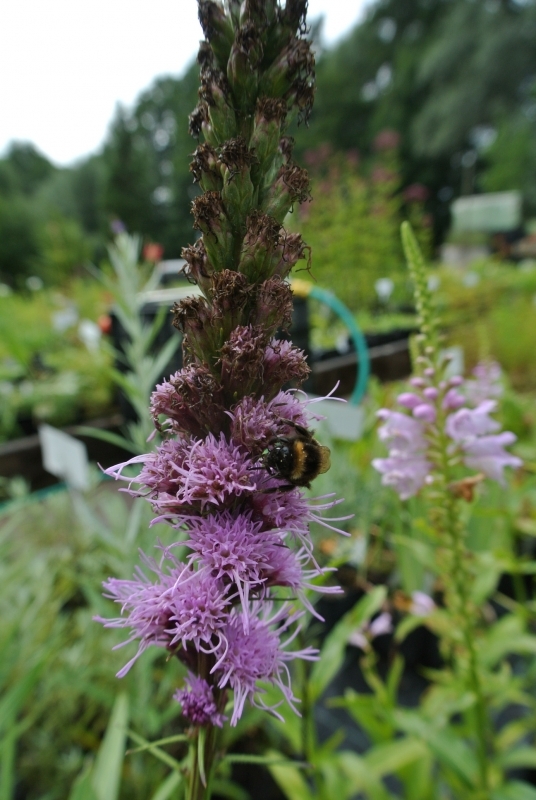 Fechner Pflanzen 3 x Ährige Prachtscharte - Bienenweide - Tb 9