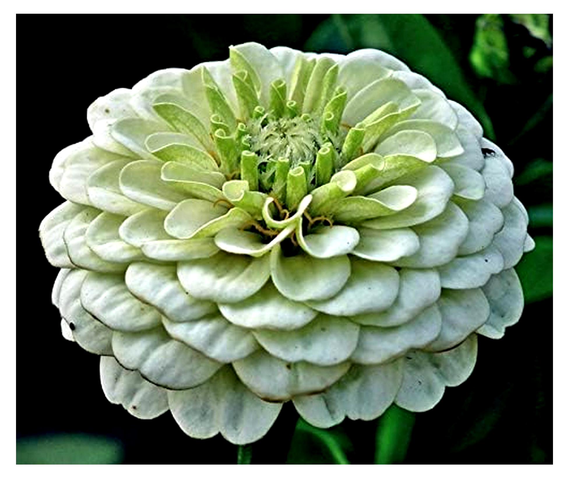 Markenlos Blumensamen Envy Zinnie Portion