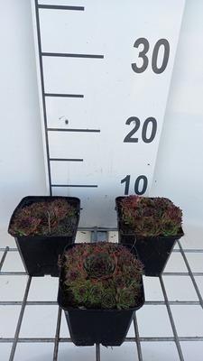 GRDplanten 6 x Sempervivum 'Noir' - Hauswurz - Topf 9 x 9 cm