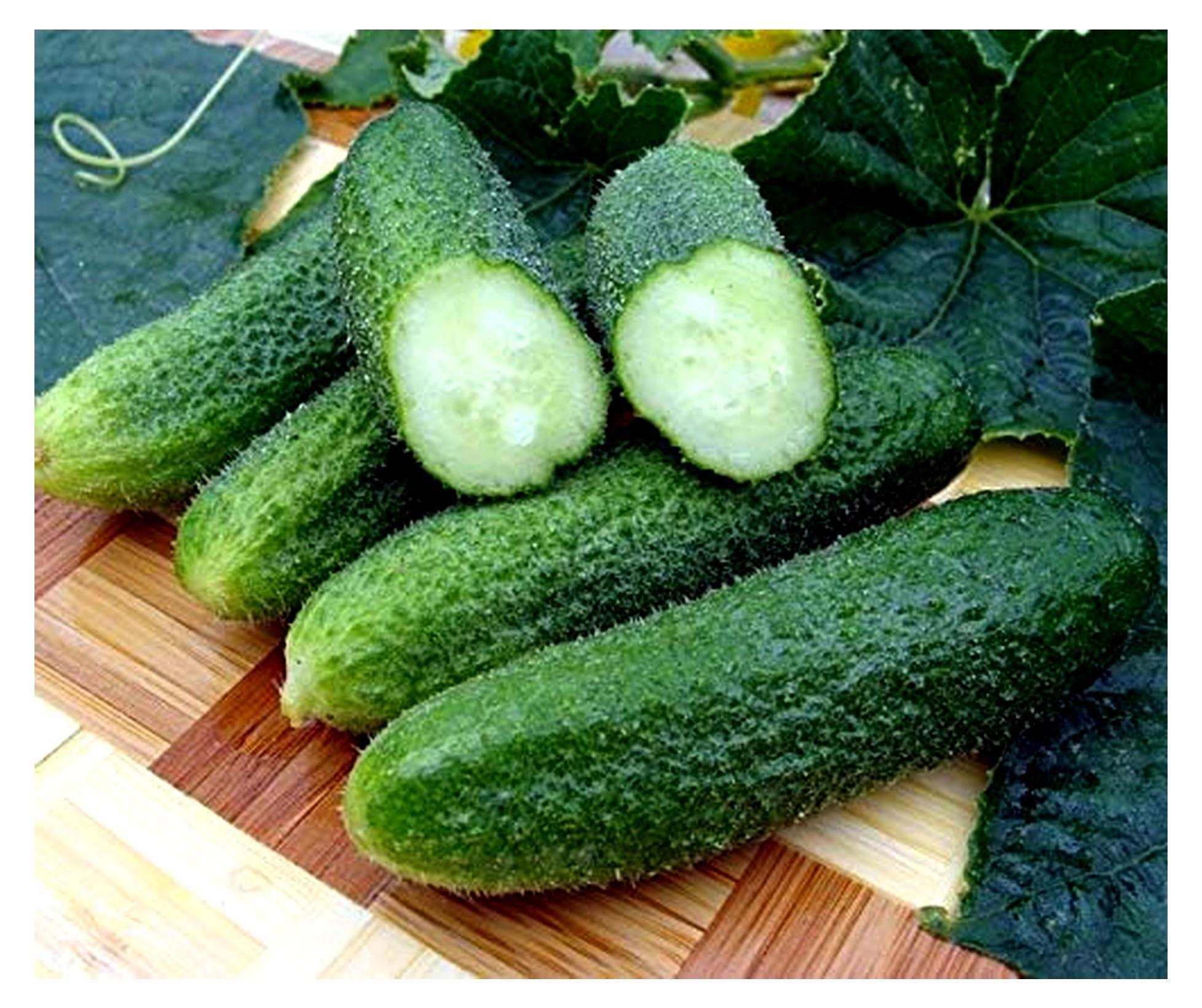 Markenlos Gurkensamen Karlos F1 Einlegegurke