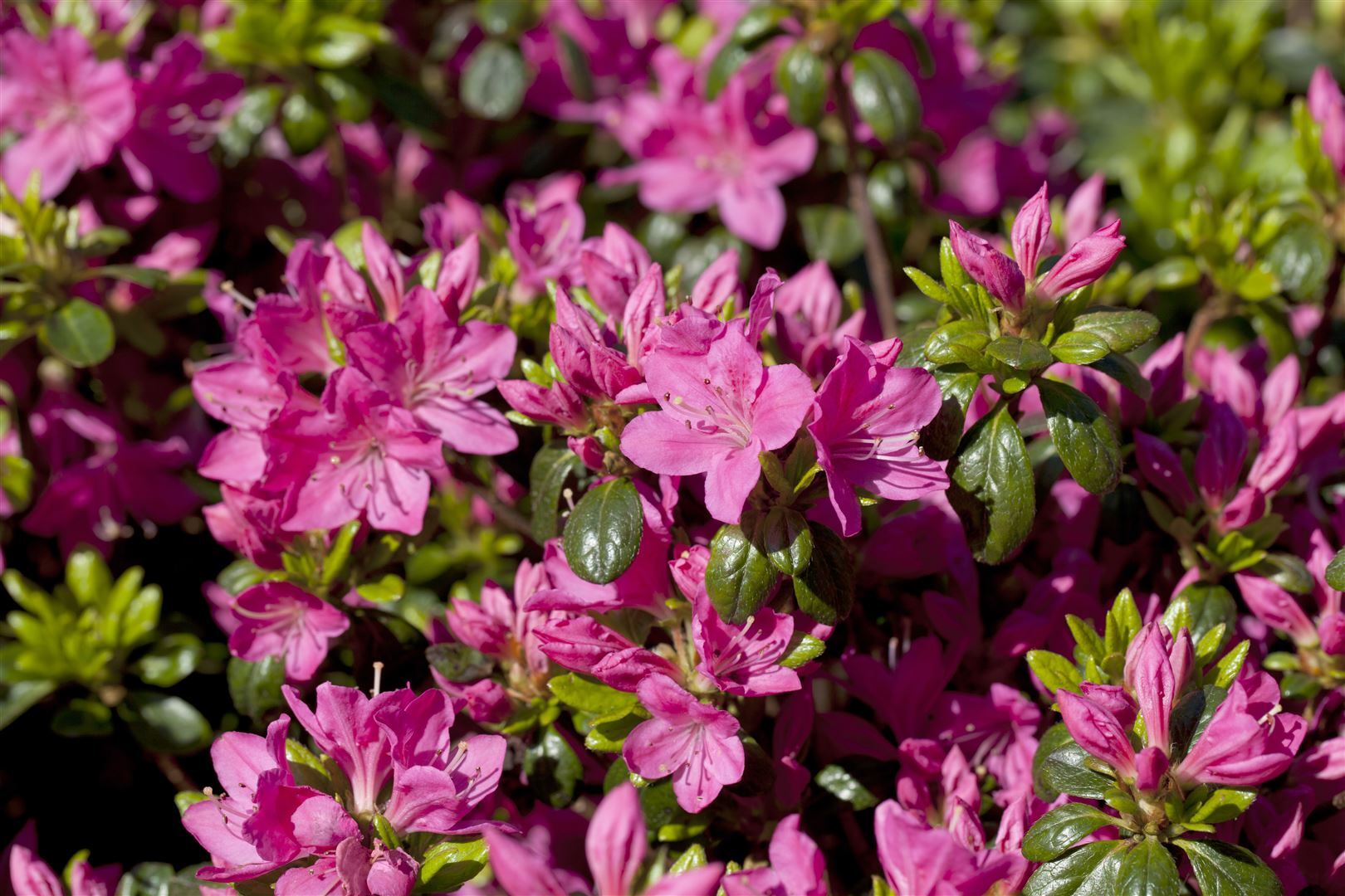 Pflanzen-für-dich.de Rhododendron obtusum 'Kermesina Rose', Azalee, rosa, 15–20 cm
