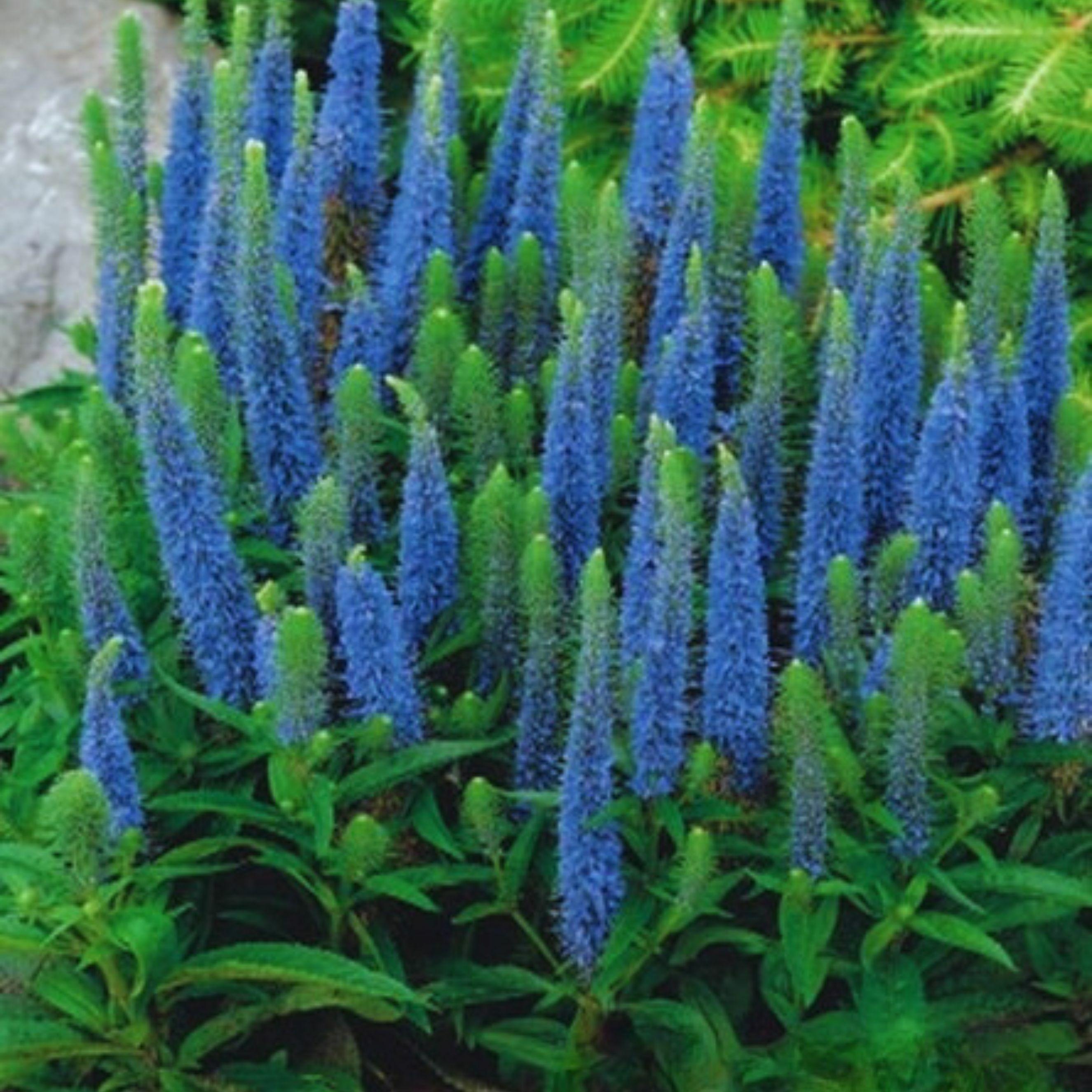 Benex Ehrenpreis Trockenheitsresistent Veronica Ähriger Ehrenpreis Light Blue 1 St.