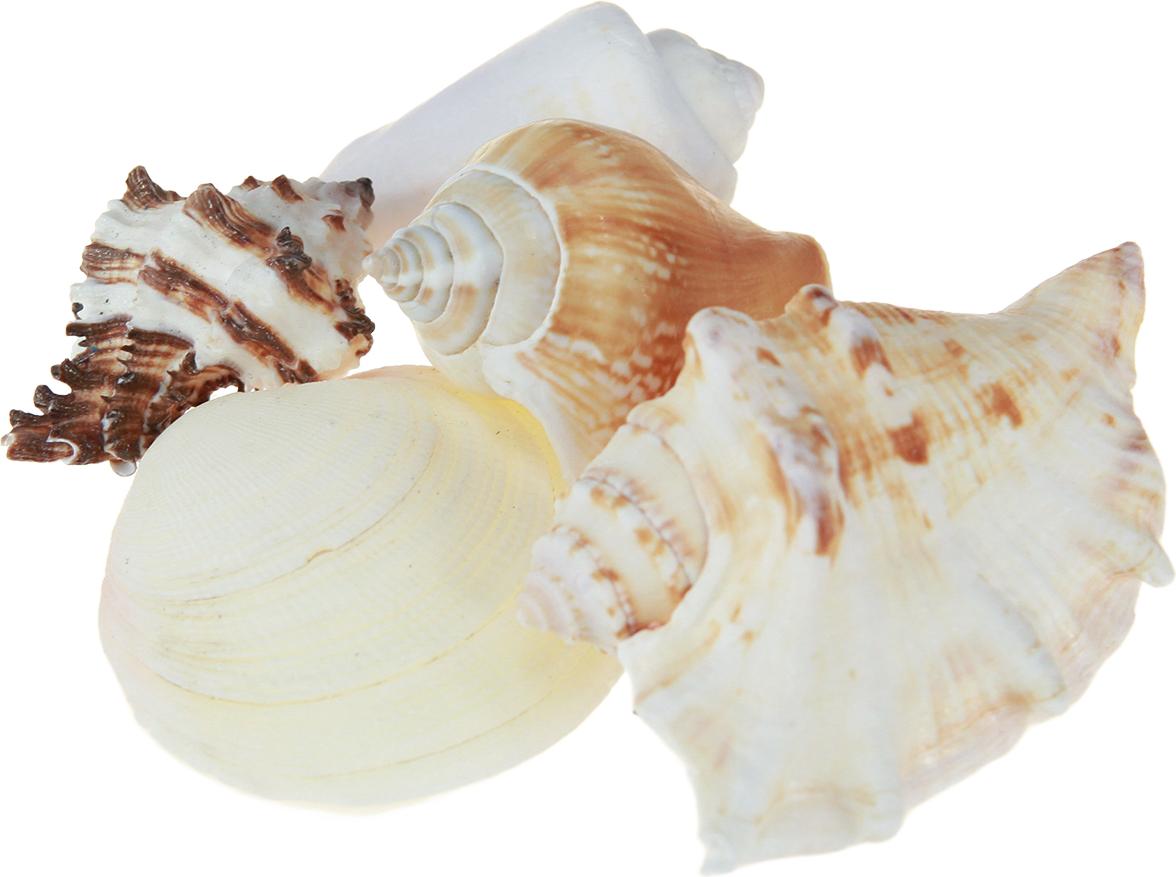 Viana Sortiment von dekorativen Muscheln und Muscheln 400g 837868
