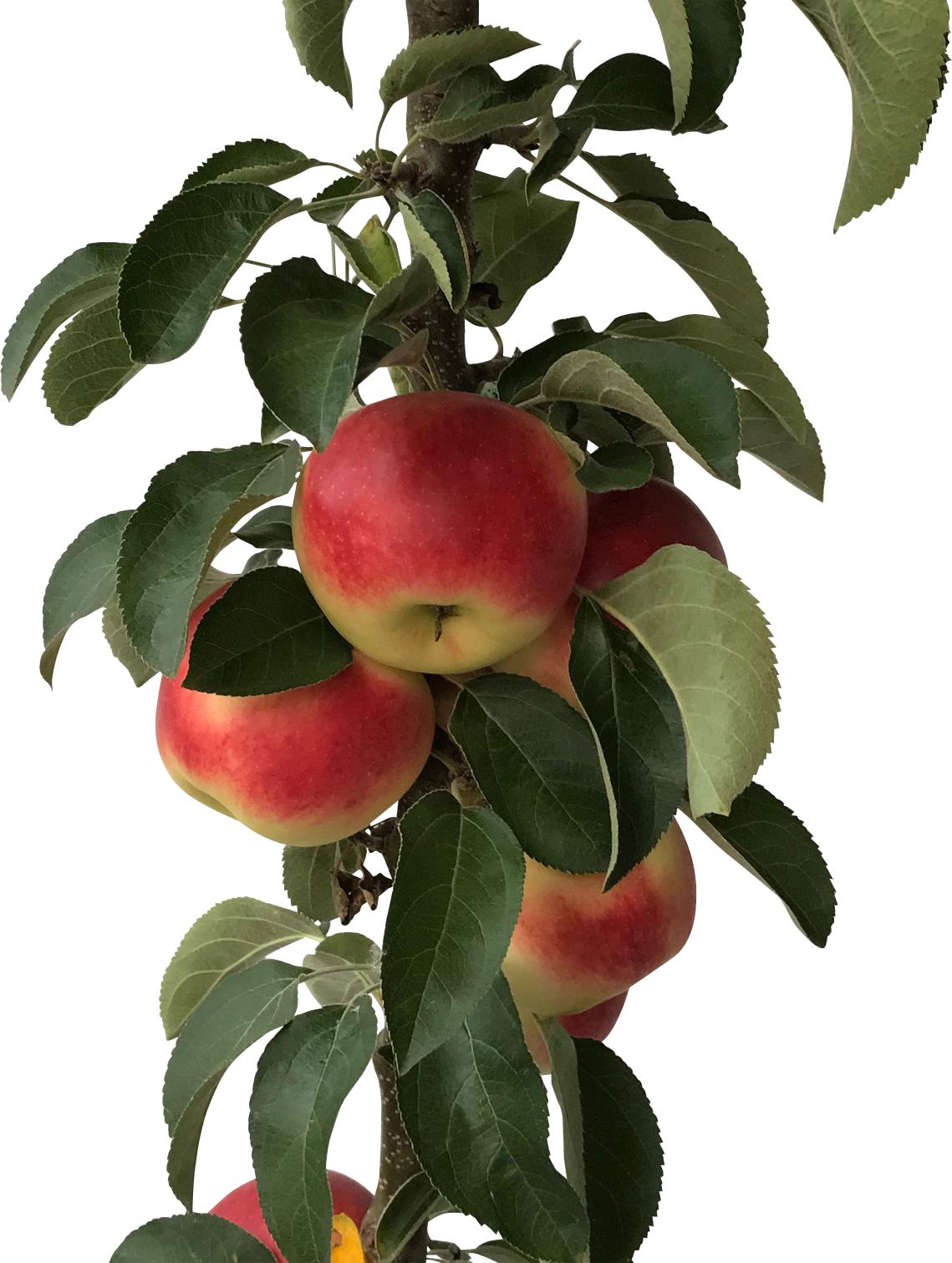 Müllers Grüner Garten Shop Säulenapfel Campanilo ® Quattro (S) zweijährig im 7,5 Liter Topfballen dzd00638