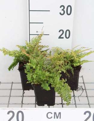 GRDplanten 6 x Polystichum set. 'Plumoso-densum' - Plume-Farn - Topf 9 x 9 cm