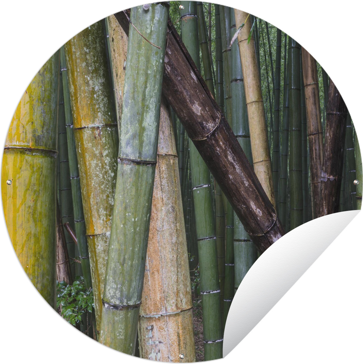 MuchoWow® Gartenposter Outdoor-Poster Rund Viele Bambusarten im Arashiyama-Bambuswald in Japan Ø 90 cm Gartendeko Rundes Poster draußen 144|508860160