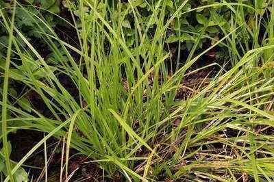 GRDplanten 6 x Carex elata ( 'Stricta') - Hoch-Segge - Topf 9 x 9 cm