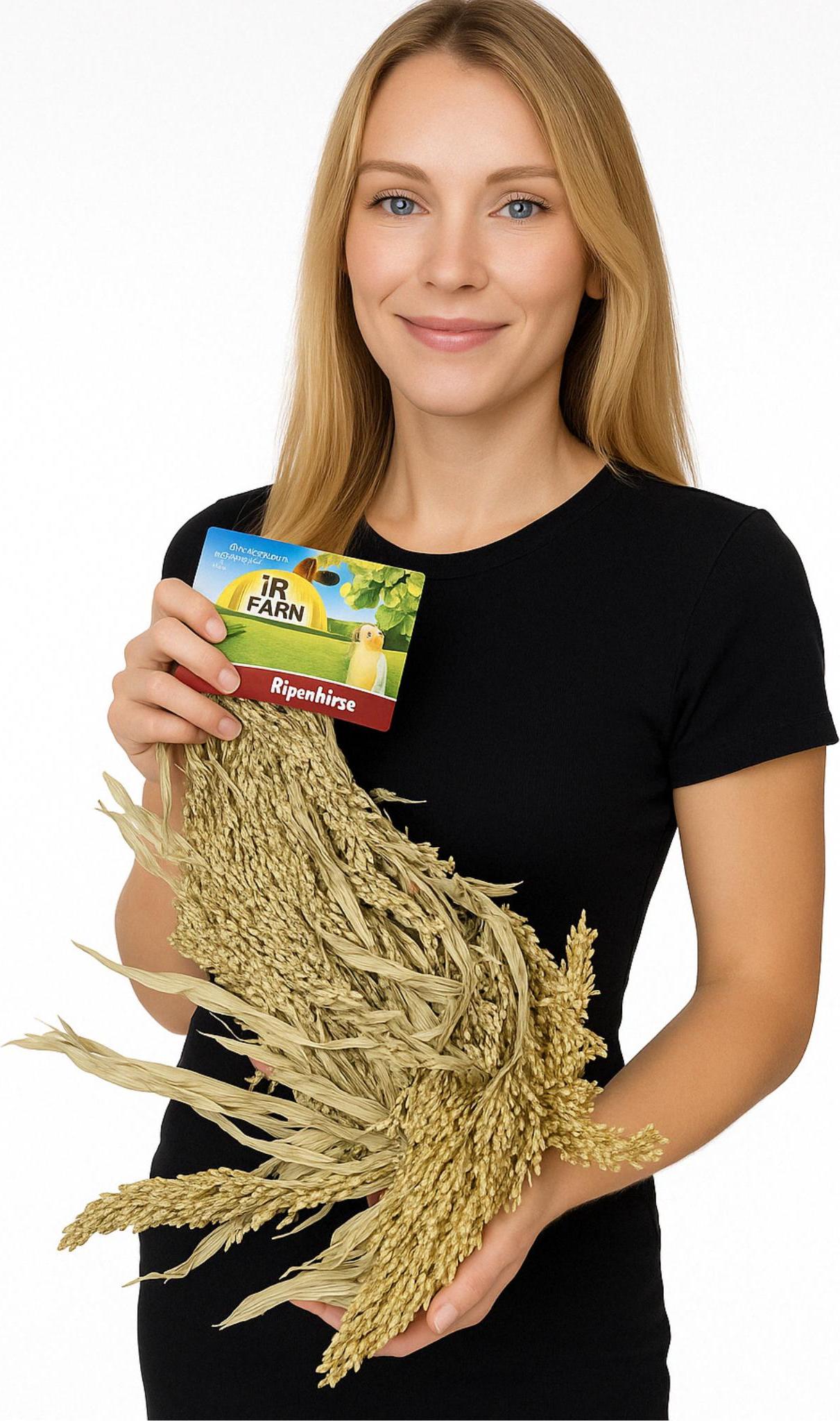 JR FARM Hirse in Kolben zum Knabbern für alle Papageien 100g