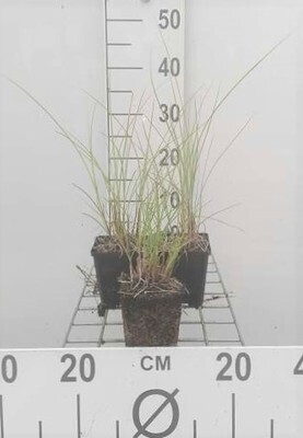 GRDplanten 6 x Miscanthus sin. 'Kleine Fontäne' - Chinaschilf - Topf 9 x 9 cm
