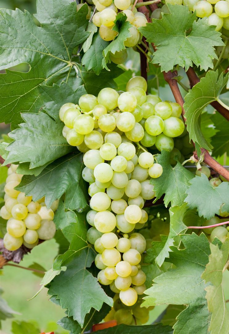 Pflanzen-für-dich.de Vitis vinifera, Weinrebe, gelb, 40–60 cm