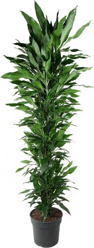 Pflanzen-für-dich.de Drachenbaum Dracaena Janet Lind verzweigt - 24 cm Topf, 100 cm Höhe
