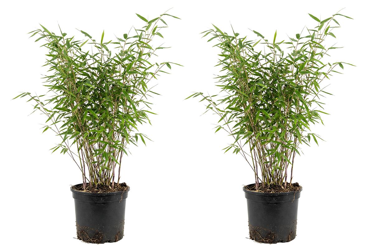 Herbie x2 Fargesia nitida 'Gansu' P17 H60 BL-6070