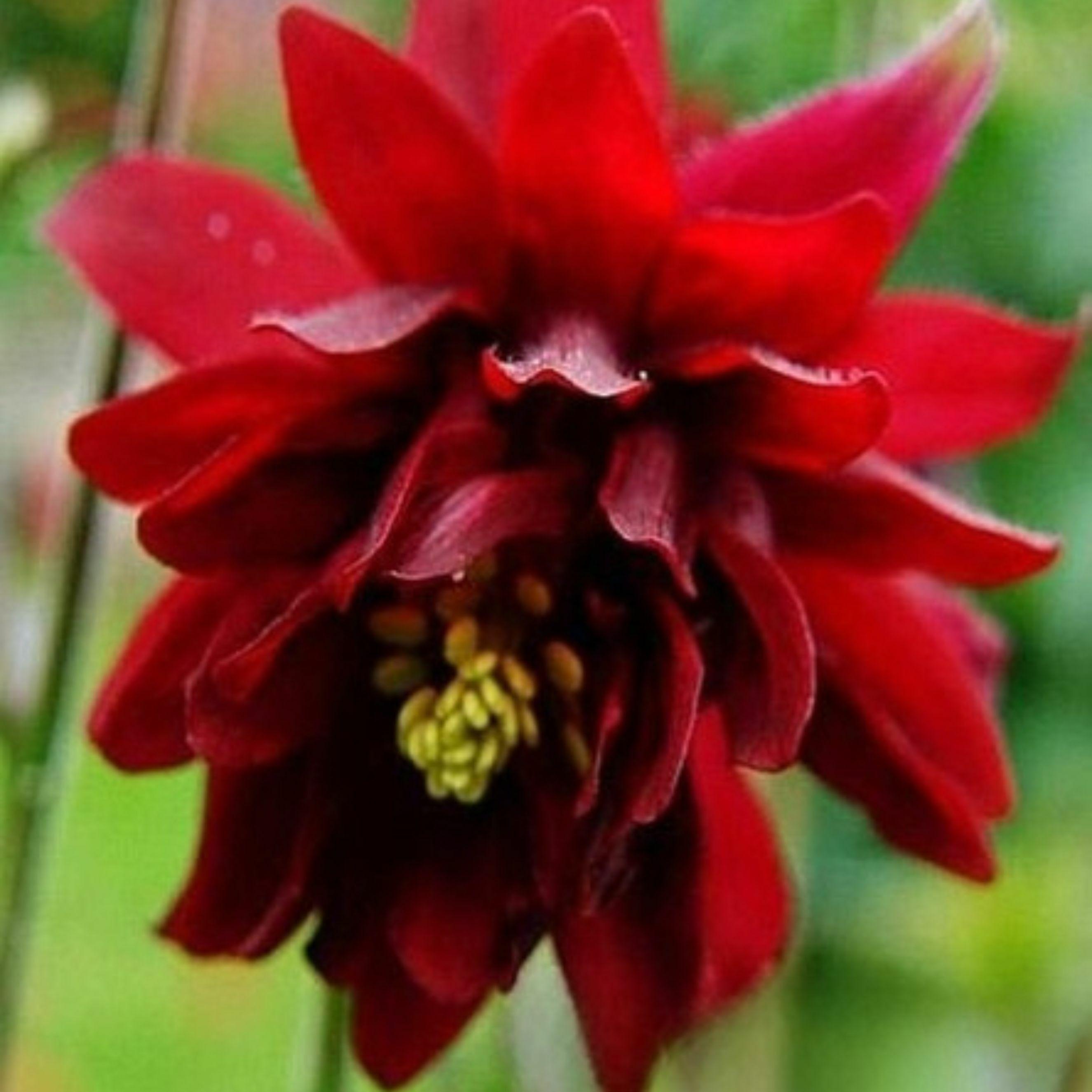 Benex Akelei Rhizom Staude Aquilegia Gemeine Akelei Wald-Akelei Ruby Port 1 St.
