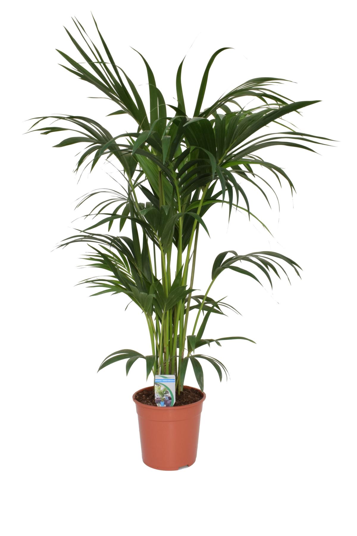 kentia palme 140-160 cm howea forsterian