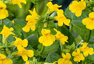 GRDplanten 6 x Mimulus luteus - Gauklerblume - Topf 9 x 9 cm