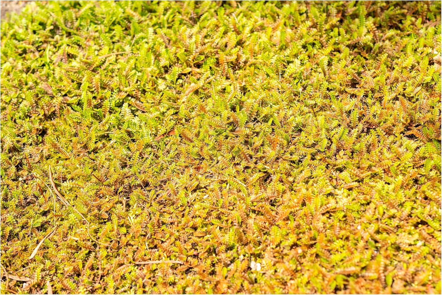 Stauden Gänge 10 x Cotula / Leptinella squalida - Braunes Fiederpolster - Klein, charmant und immer ein Blickfang - Trittfest - Bodendecker Cotula/Leptinella squalida