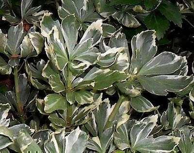 GRDplanten 6 x Pachysandra term. 'Variegata' - Dickmännchen - Topf 9 x 9 cm